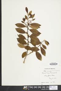 Ilex coriacea image