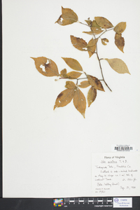 Ilex montana image