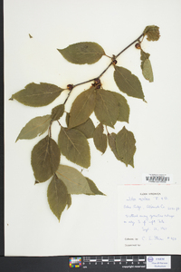 Ilex montana image