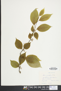 Ilex montana image