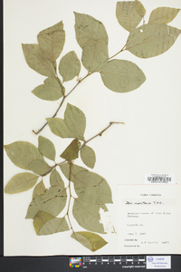 Ilex montana image