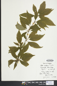 Ilex montana image