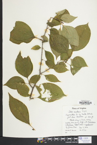 Ilex montana image