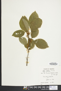 Ilex montana image