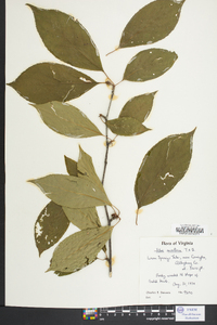 Ilex montana image