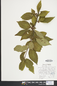 Ilex montana image