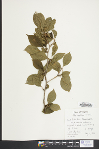 Ilex montana image