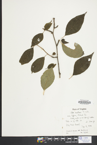 Ilex montana image