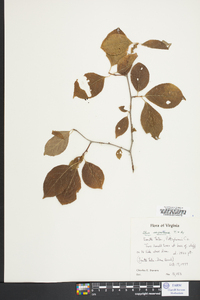 Ilex montana image