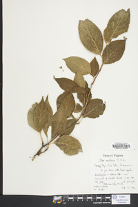 Ilex montana image