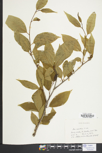 Ilex montana image