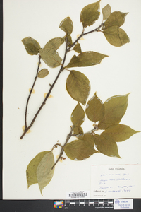 Ilex montana image