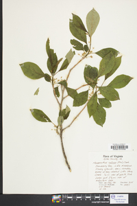 Nemopanthus collinus image