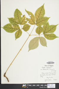 Aralia nudicaulis image