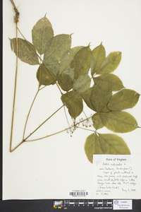 Aralia nudicaulis image