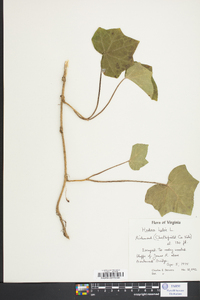 Hedera helix image