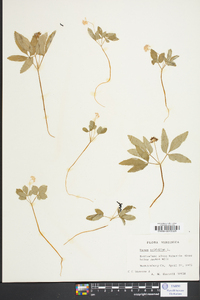 Panax trifolium image