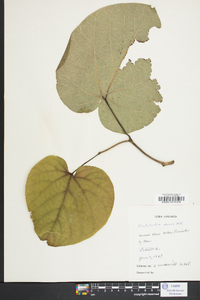 Aristolochia macrophylla image