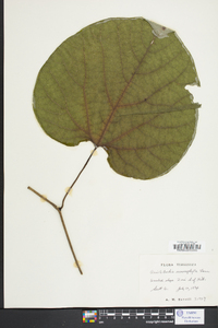 Aristolochia macrophylla image