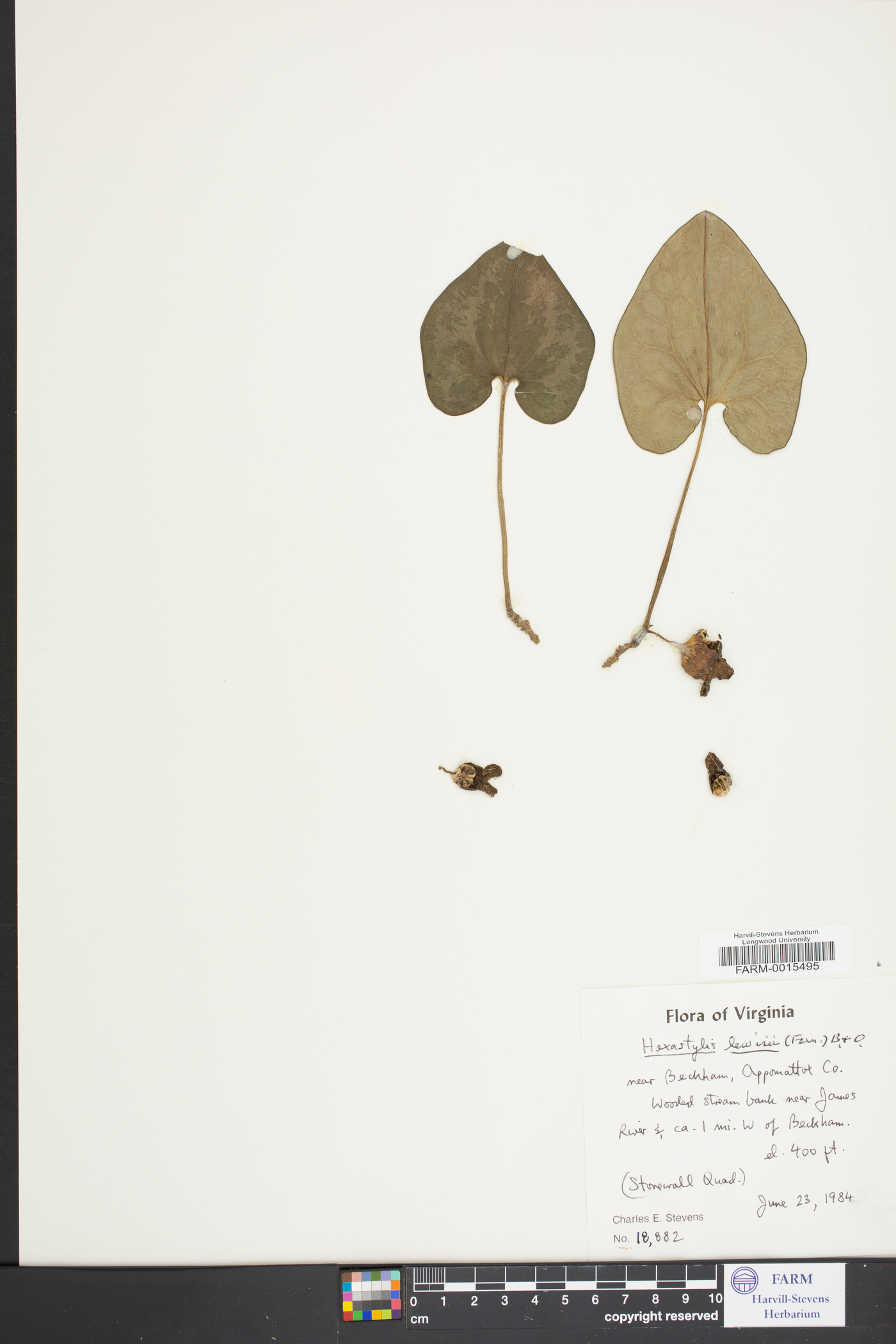 Hexastylis lewisii image