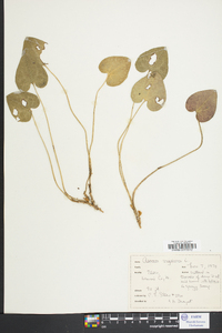 Hexastylis virginica image