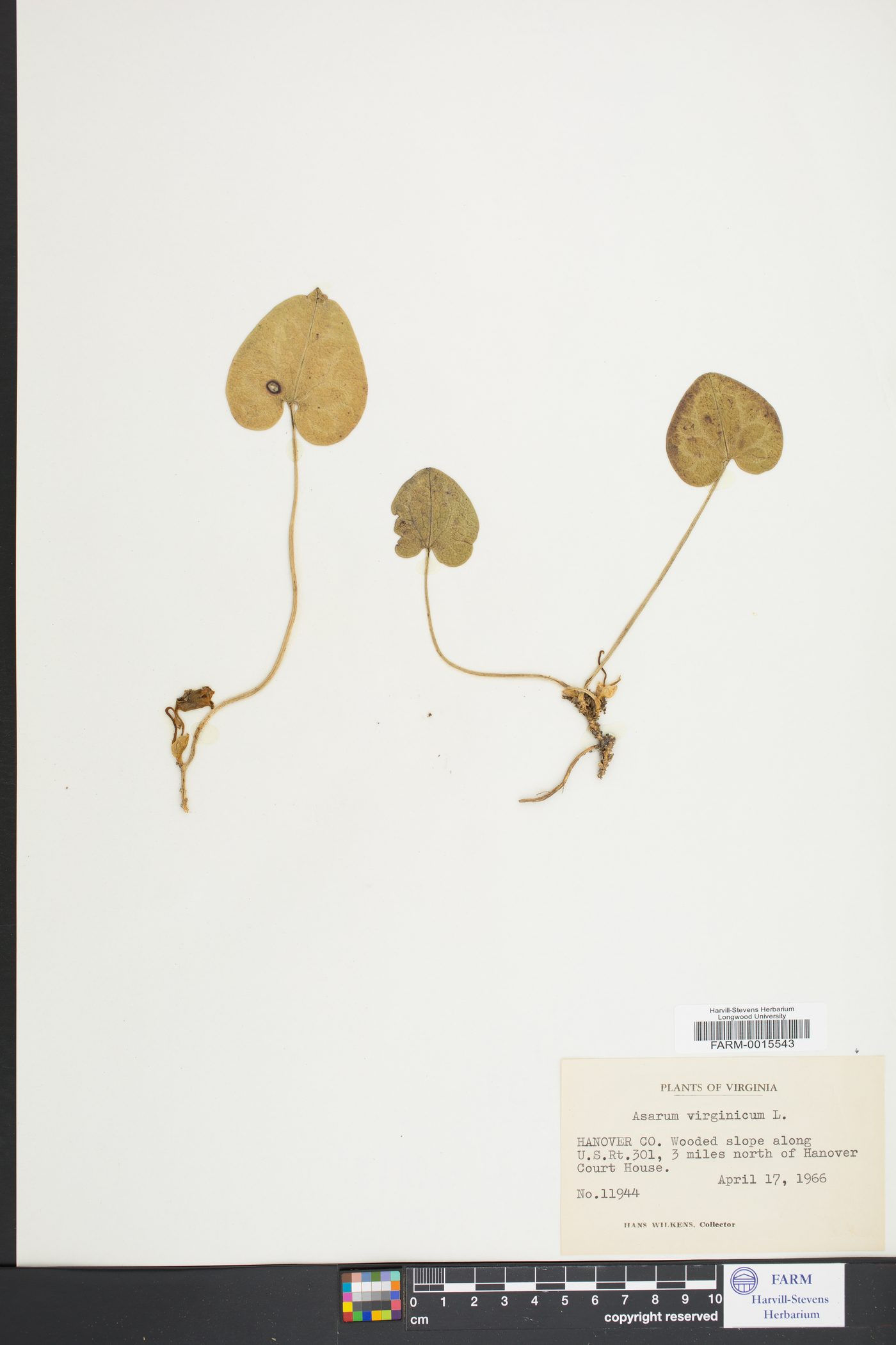 Hexastylis virginica image
