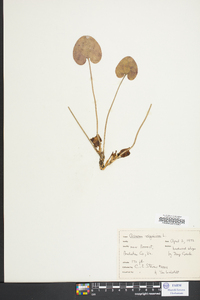 Hexastylis virginica image