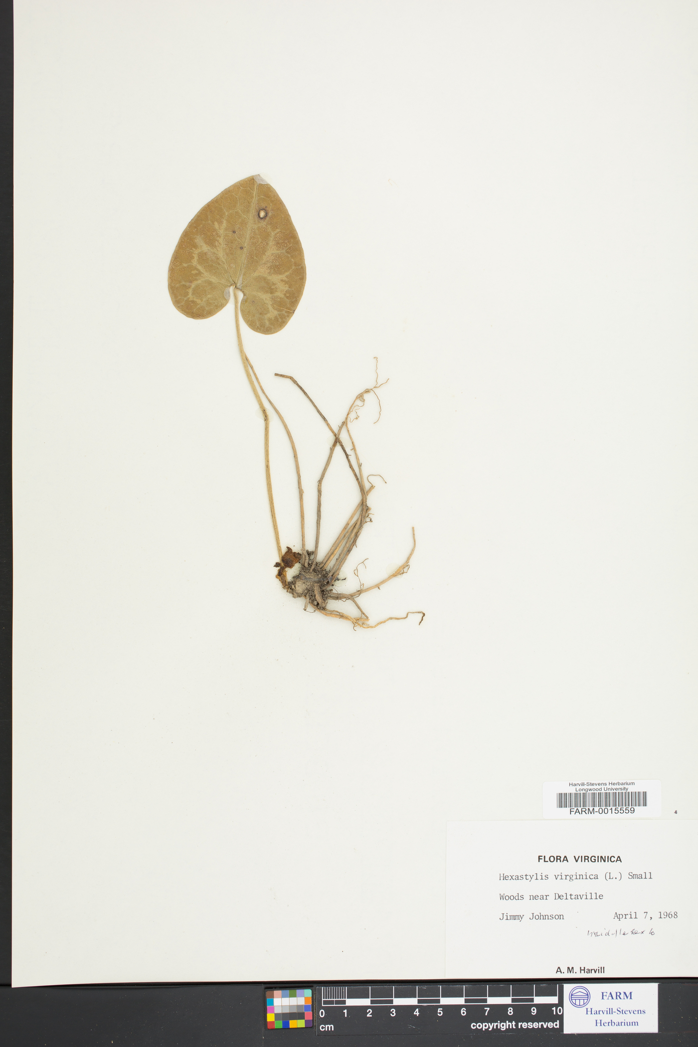 Hexastylis virginica image
