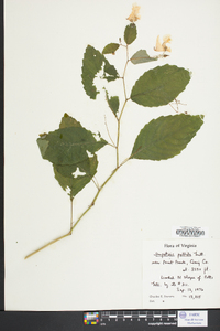 Impatiens pallida image