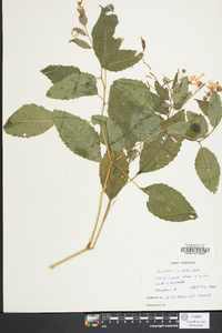 Impatiens pallida image