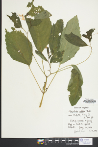 Impatiens pallida image