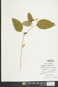 Impatiens pallida image