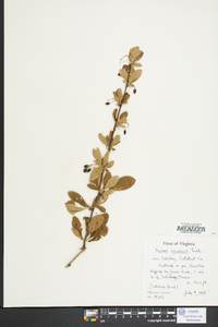 Berberis canadensis image