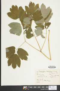 Caulophyllum thalictroides image