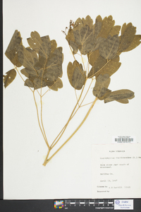 Caulophyllum thalictroides image