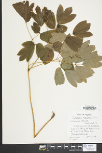 Caulophyllum thalictroides image