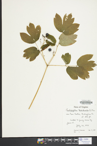 Caulophyllum thalictroides image