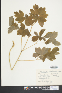 Caulophyllum thalictroides image