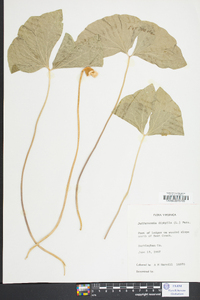 Jeffersonia diphylla image