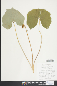 Jeffersonia diphylla image