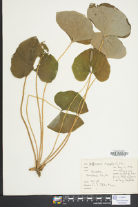 Jeffersonia diphylla image