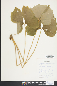 Jeffersonia diphylla image