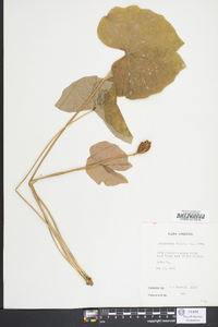 Jeffersonia diphylla image