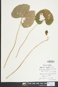 Jeffersonia diphylla image