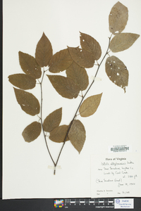 Betula lutea image