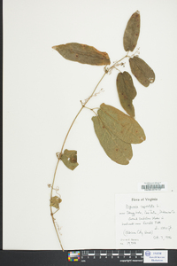 Bignonia capreolata image