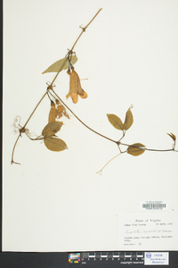 Bignonia capreolata image
