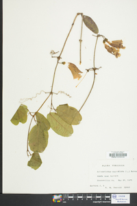 Bignonia capreolata image