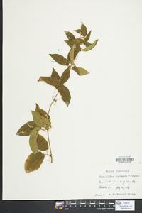 Bignonia capreolata image