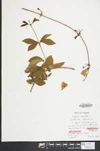 Bignonia capreolata image